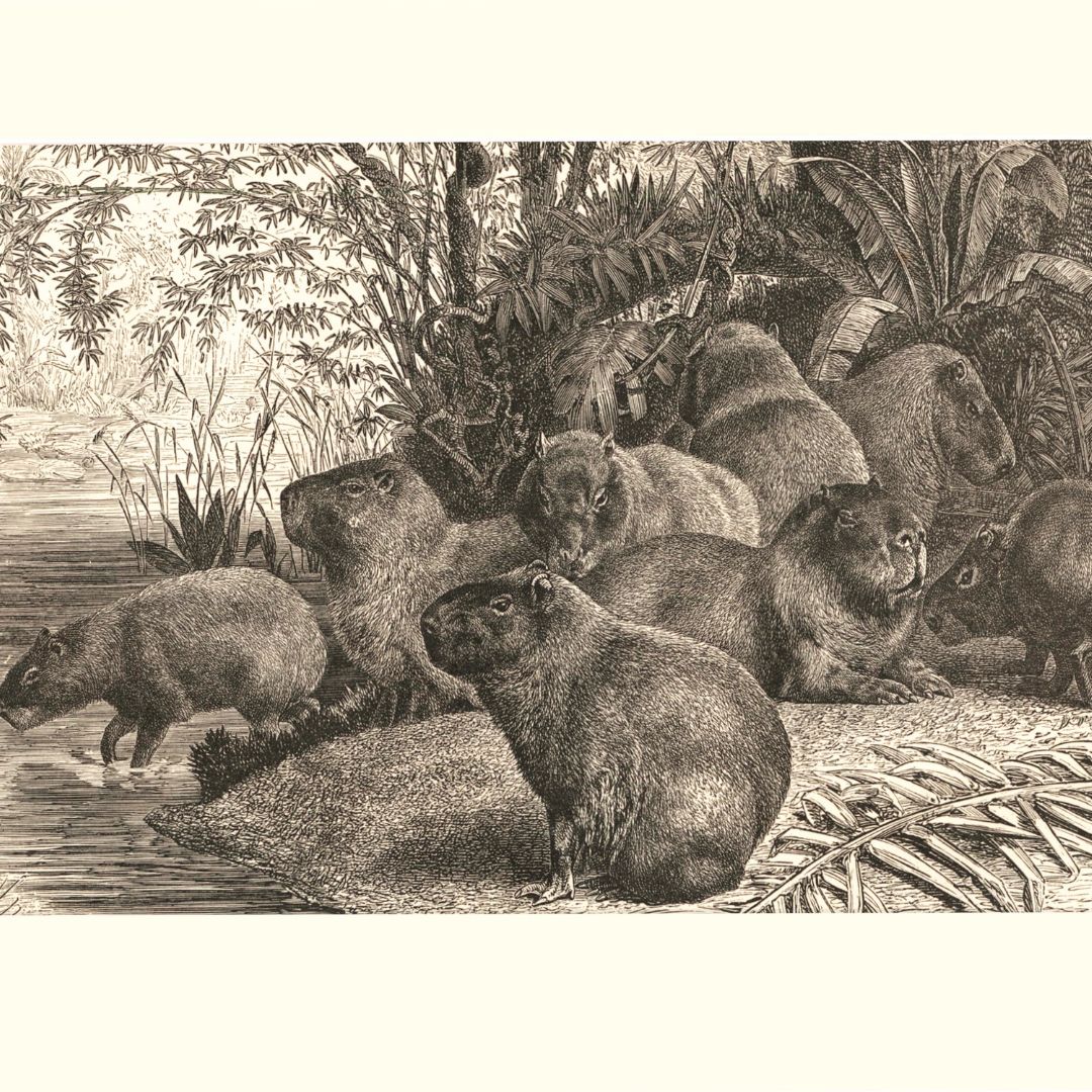 Capybaras: Exploring the Fascinating History of Earth's Largest Rodents