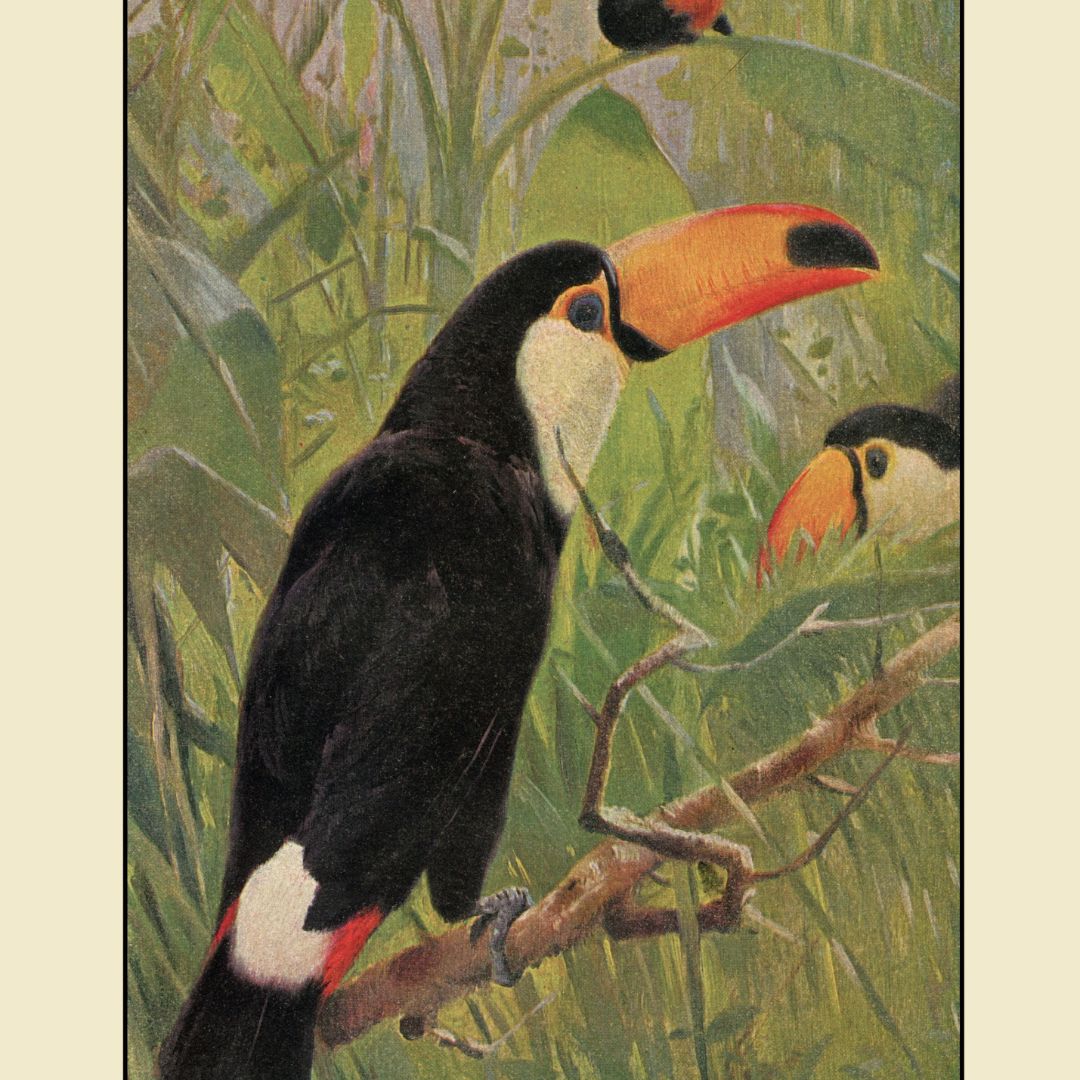 toucan print