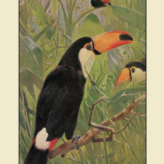 toucan print