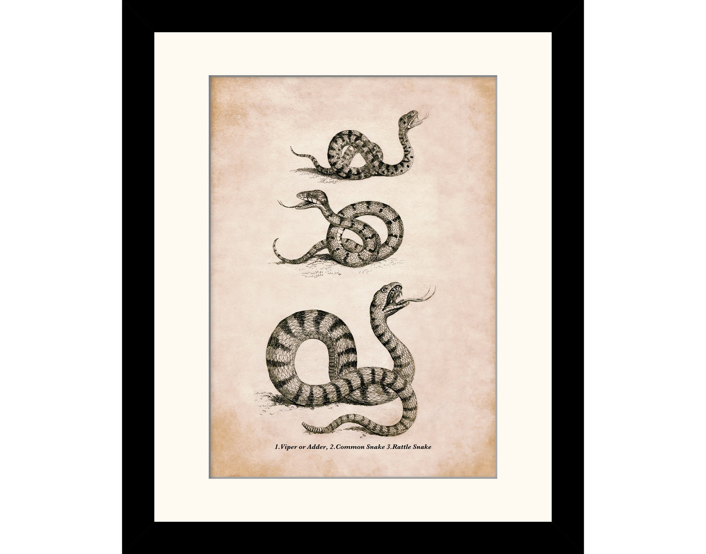 Snake Print - Antique Reproduction - Viper or Adder, Common Snake and Rattlesnake - Reptile - Herpetology - Available Framed