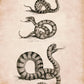 Snake Print - Antique Reproduction - Viper or Adder, Common Snake and Rattlesnake - Reptile - Herpetology - Available Framed