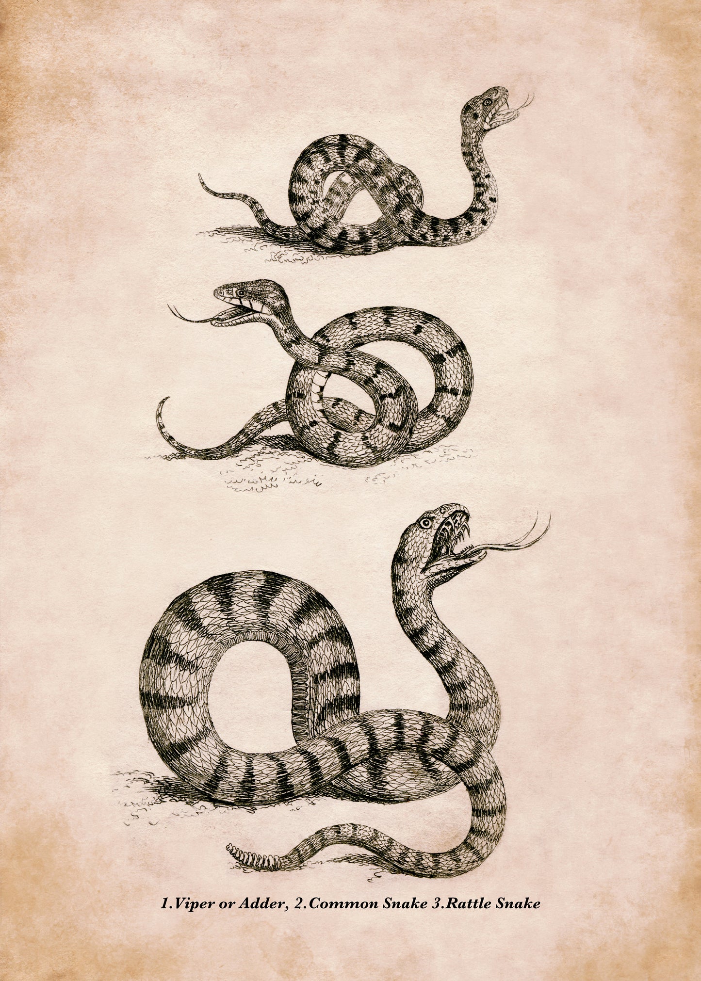 Snake Print - Antique Reproduction - Viper or Adder, Common Snake and Rattlesnake - Reptile - Herpetology - Available Framed