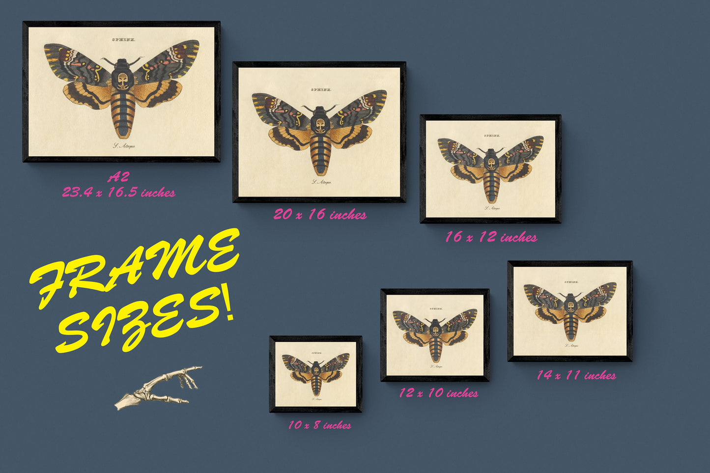 Death's Head Hawkmoth Print - Antique Art Reproduction - Wall Decor - Entomology - Moth - Lepidoptera - Available Framed