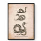 Snake Print - Antique Reproduction - Viper or Adder, Common Snake and Rattlesnake - Reptile - Herpetology - Available Framed