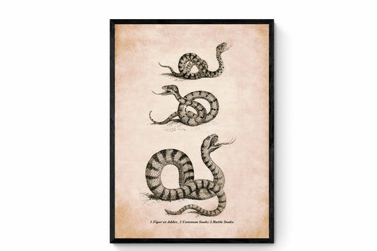 Snake Print - Antique Reproduction - Viper or Adder, Common Snake and Rattlesnake - Reptile - Herpetology - Available Framed