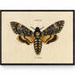 Death's Head Hawkmoth Print - Antique Art Reproduction - Wall Decor - Entomology - Moth - Lepidoptera - Available Framed