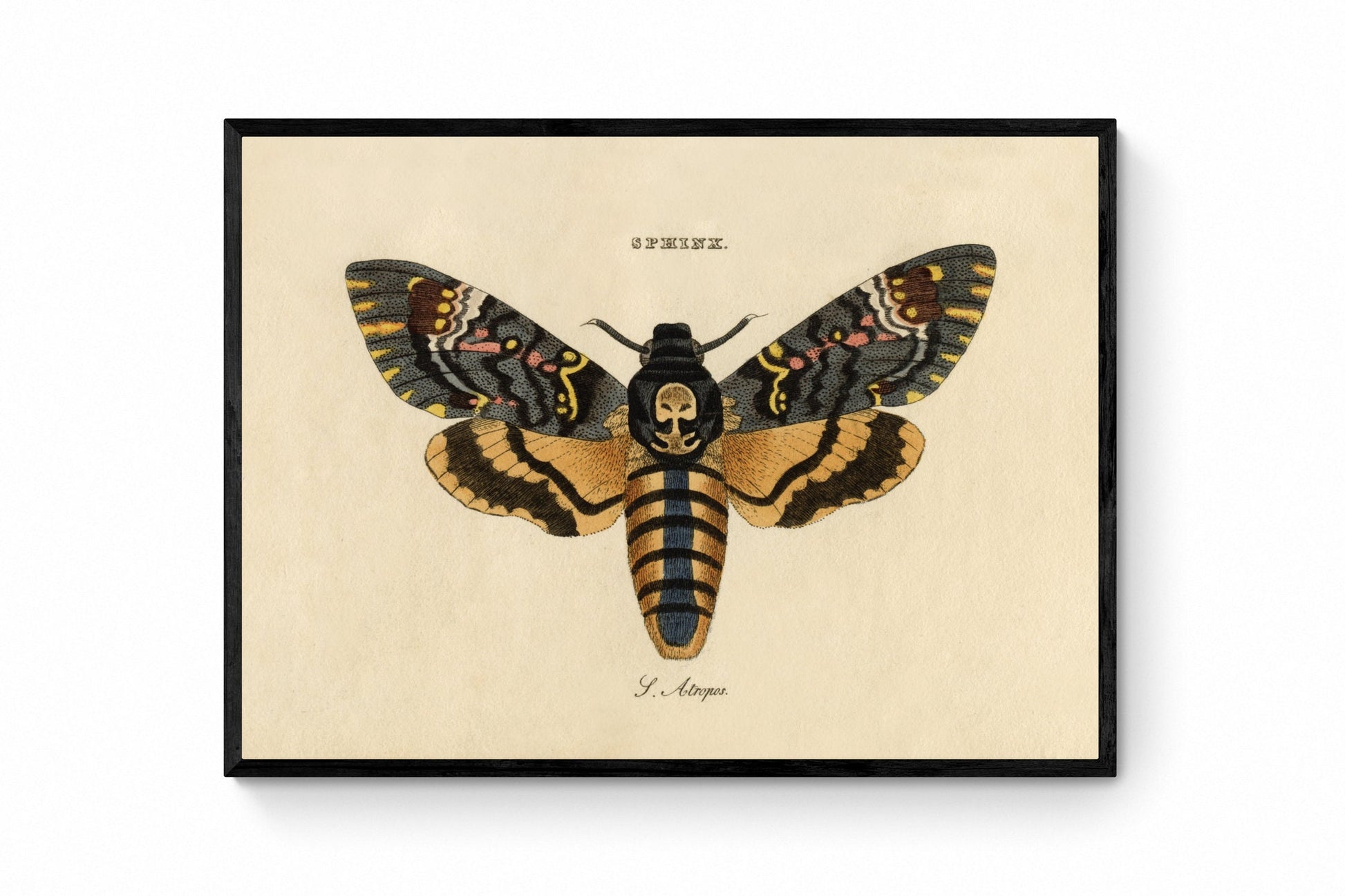 Death's Head Hawkmoth Print - Antique Art Reproduction - Wall Decor - Entomology - Moth - Lepidoptera - Available Framed