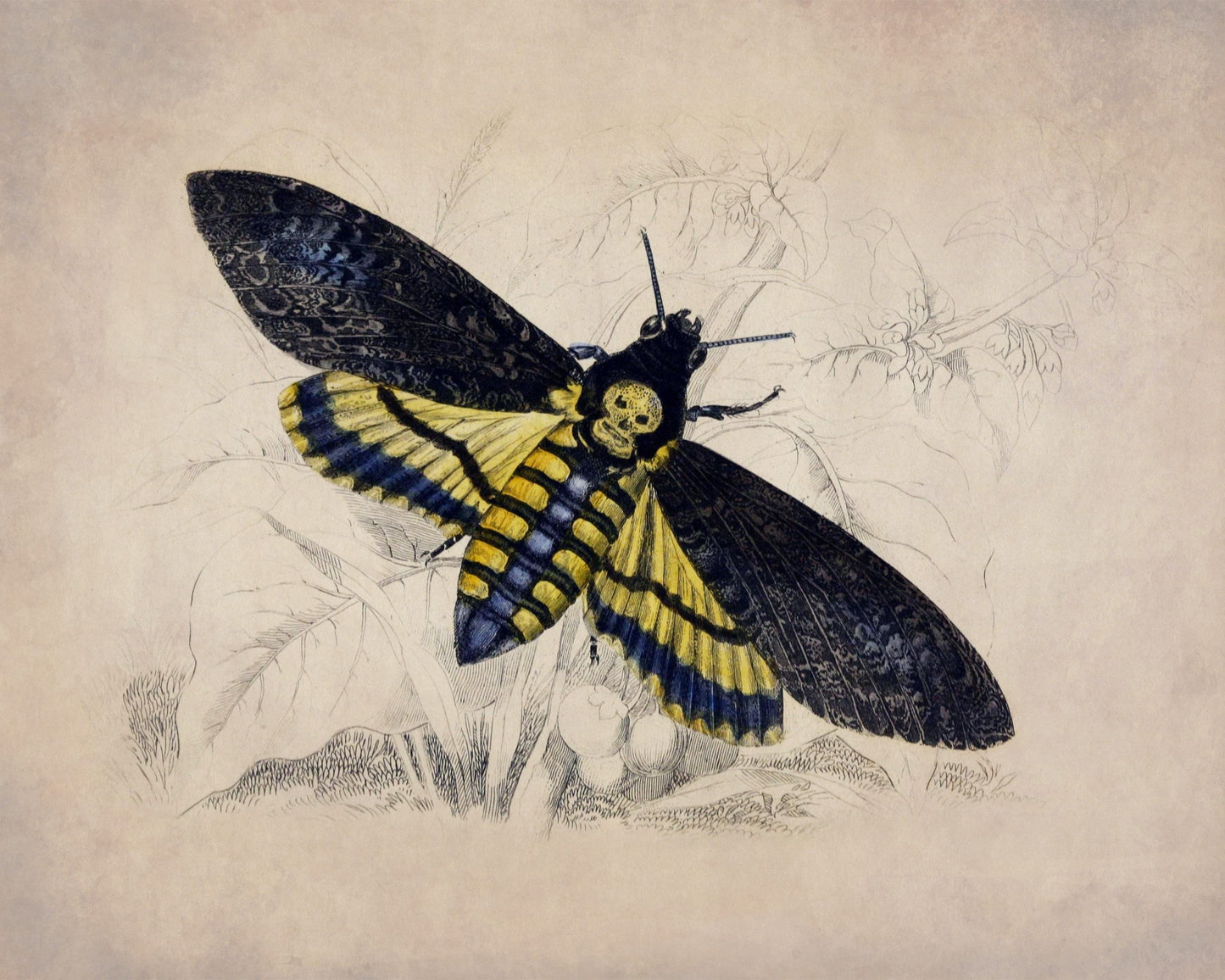 Death's Head Hawkmoth Print