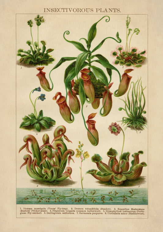 Insectivorous Plants Antique Reproduction