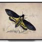 Death's Head Hawkmoth Print