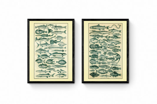 Fishes Set of 2 Prints - Antique Reproduction - Ocean Decor - Encyclopaedia Illustration - Vintage Wall Art - Available Framed