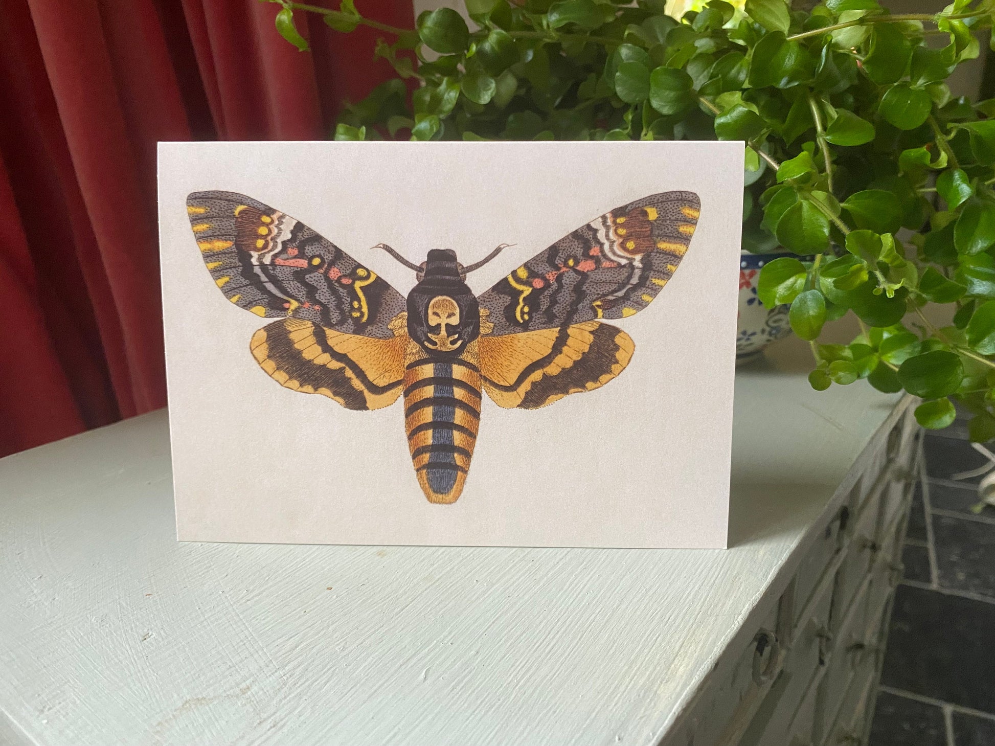 Deaths Head Hawkmoth Antique A6 Greeting Card - Antique Reproduction - FREE SHIPPING