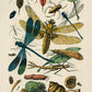 Insects Antique A6 Greeting Card - Dragonfly - Antique Reproduction - FREE SHIPPING