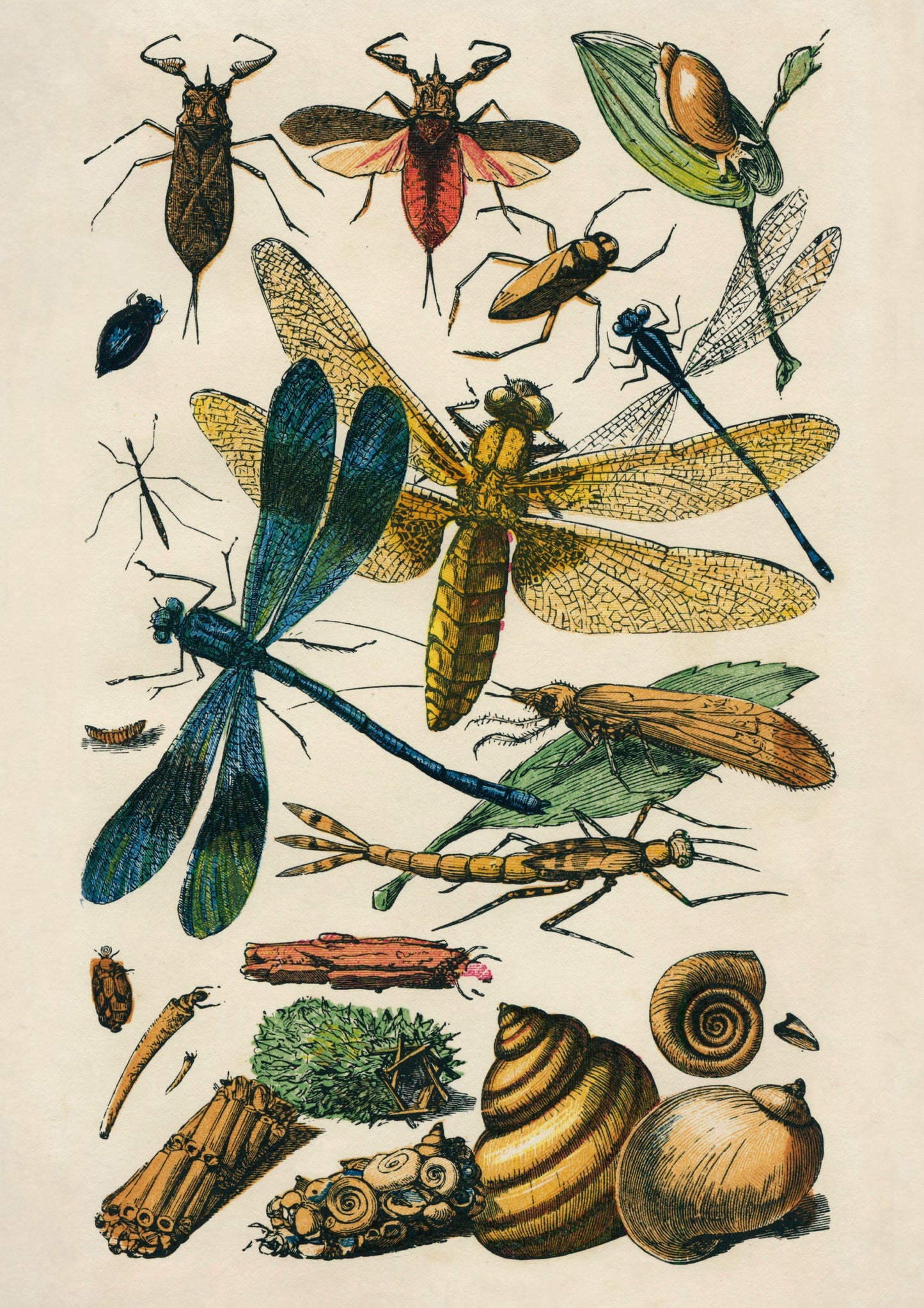 Insects Antique A6 Greeting Card - Dragonfly - Antique Reproduction - FREE SHIPPING