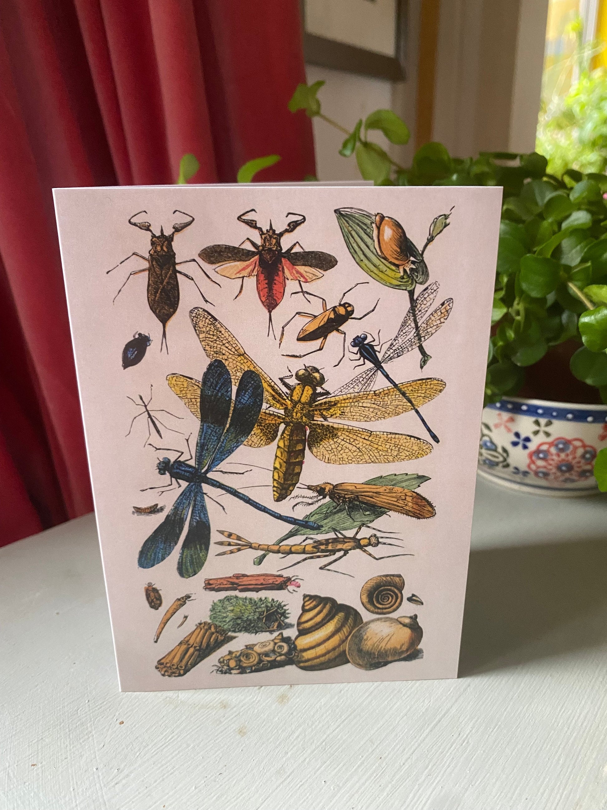 Insects Antique A6 Greeting Card - Dragonfly - Antique Reproduction - FREE SHIPPING