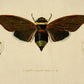 Cicada Print - Antique Reproduction - Insect Art - Entomology - Available Framed