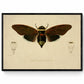 Cicada Print - Antique Reproduction - Insect Art - Entomology - Available Framed