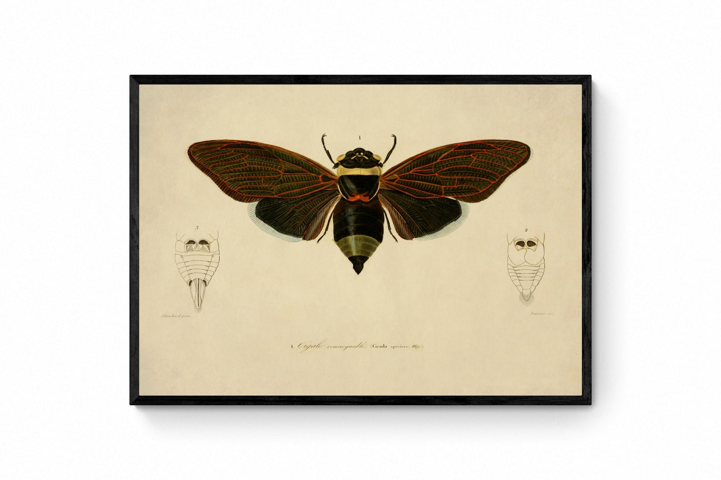 Cicada Print - Antique Reproduction - Insect Art - Entomology - Available Framed