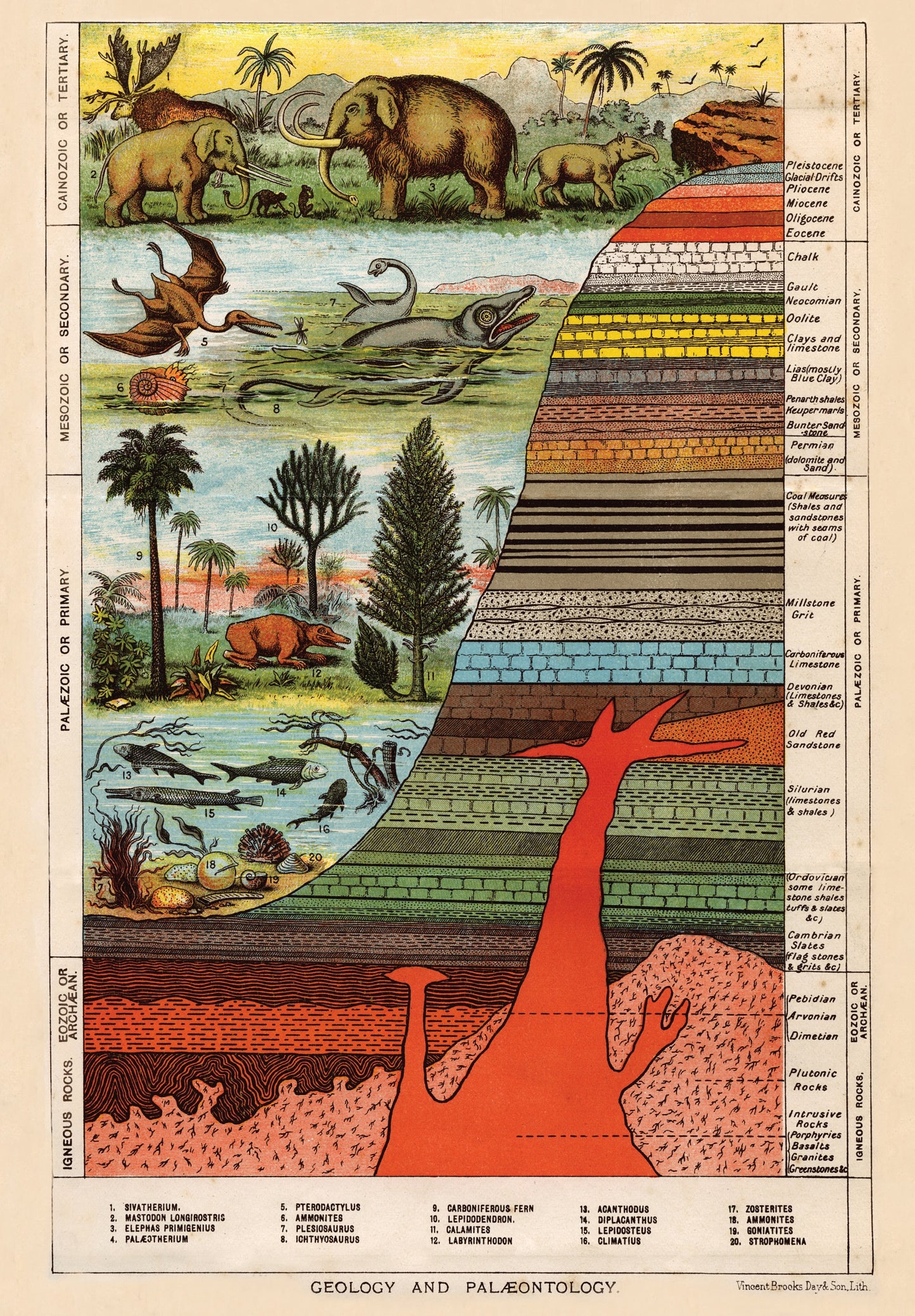 Geology Diagram 1000 Piece Jigsaw Puzzle Matt Finish Educational Geology Palaentology Dinosaur Earths Crust