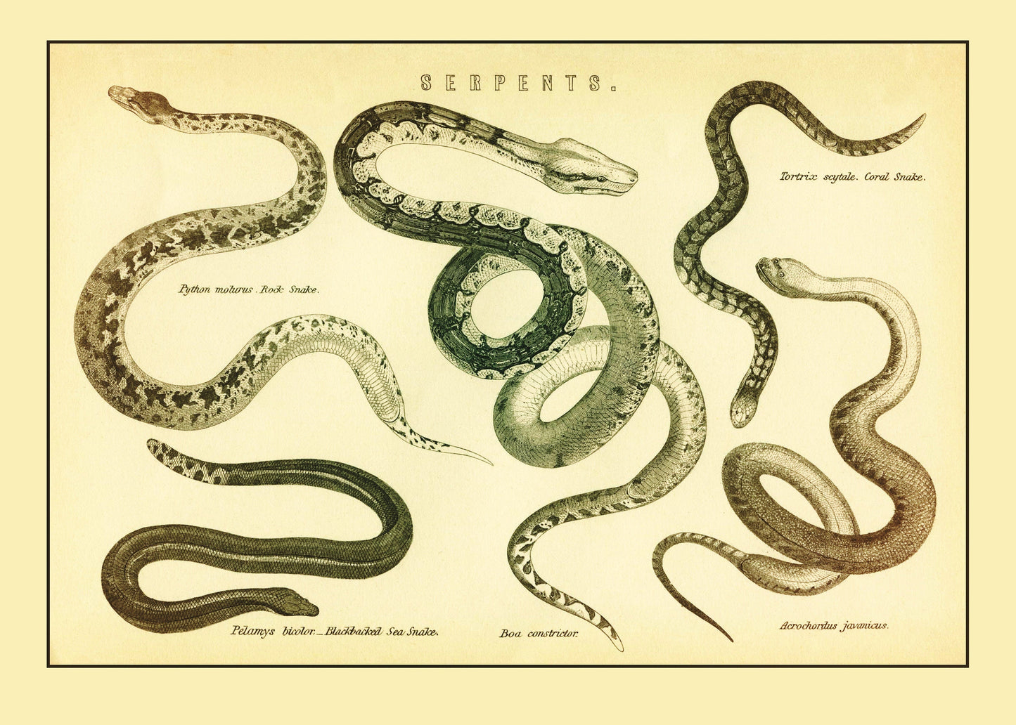 Serpents Print