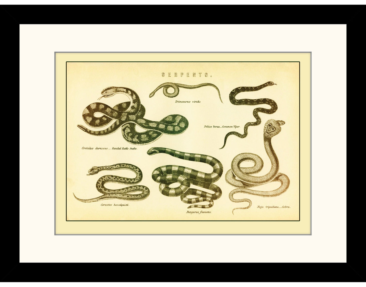 Serpents Print