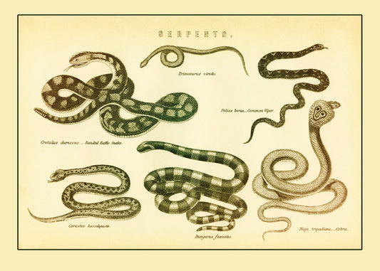 Serpents Print