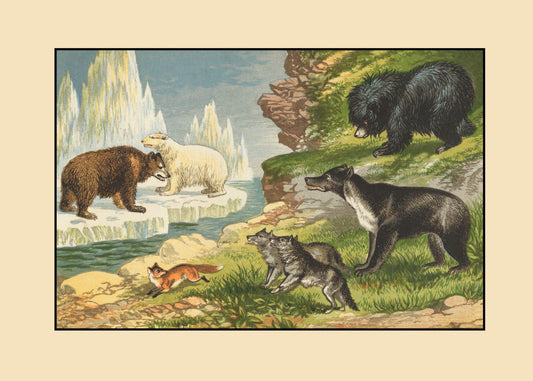 Grizzly Bear, Polar Bear, Fox, Wolf, Sloth Bear, Malayan Sun Bear