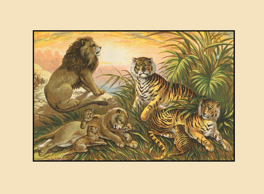 Lion, Lioness, Tiger and Tigress