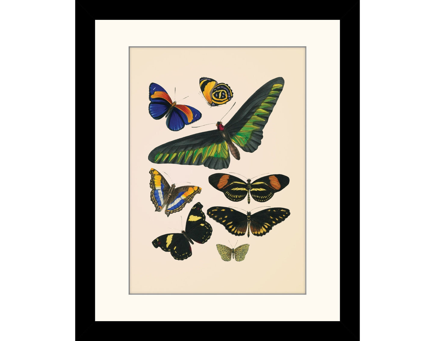 Butterfly Print