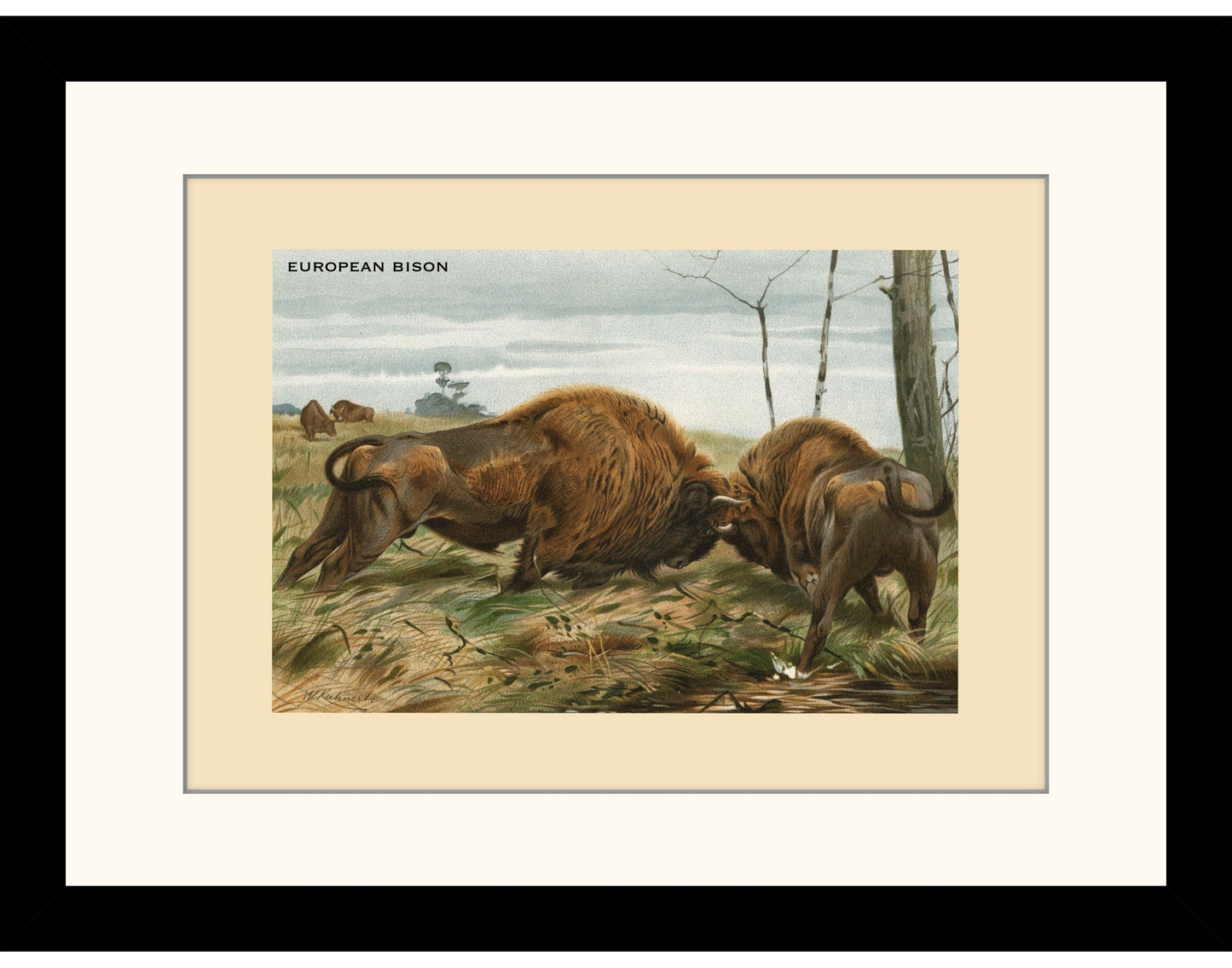 European Bison Print