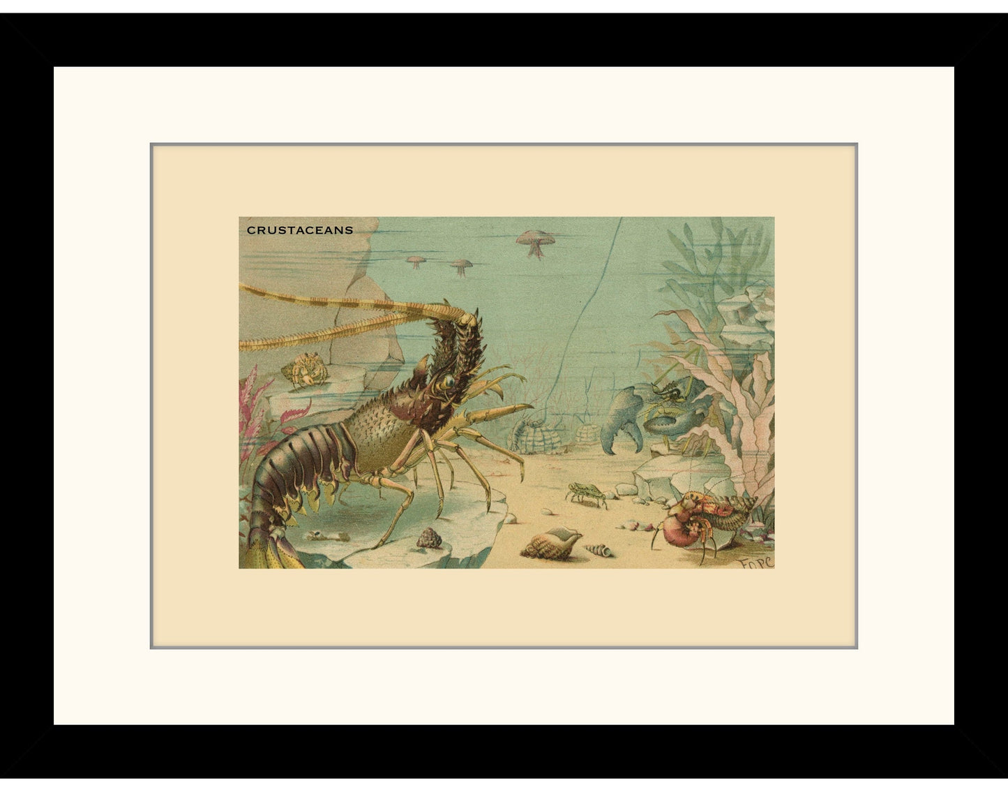 Crustaceans Print