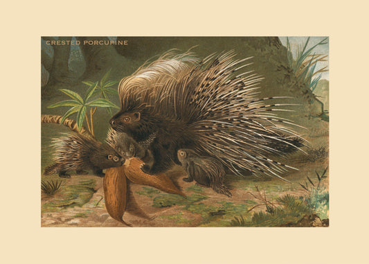 Crested Porcupine Print