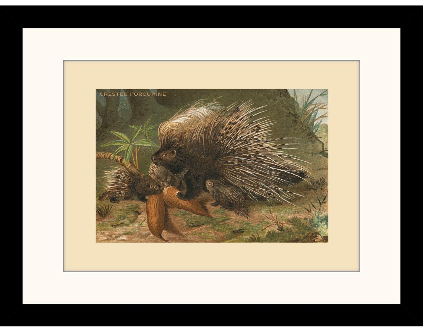 Crested Porcupine Print