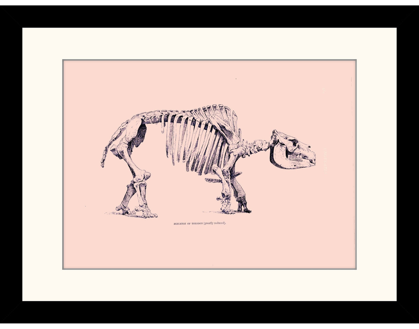 Toxodon Skeleton Print