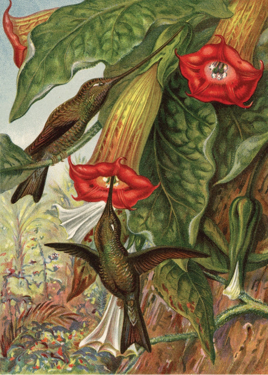 Hummingbird fertilising a Brugmansia Print