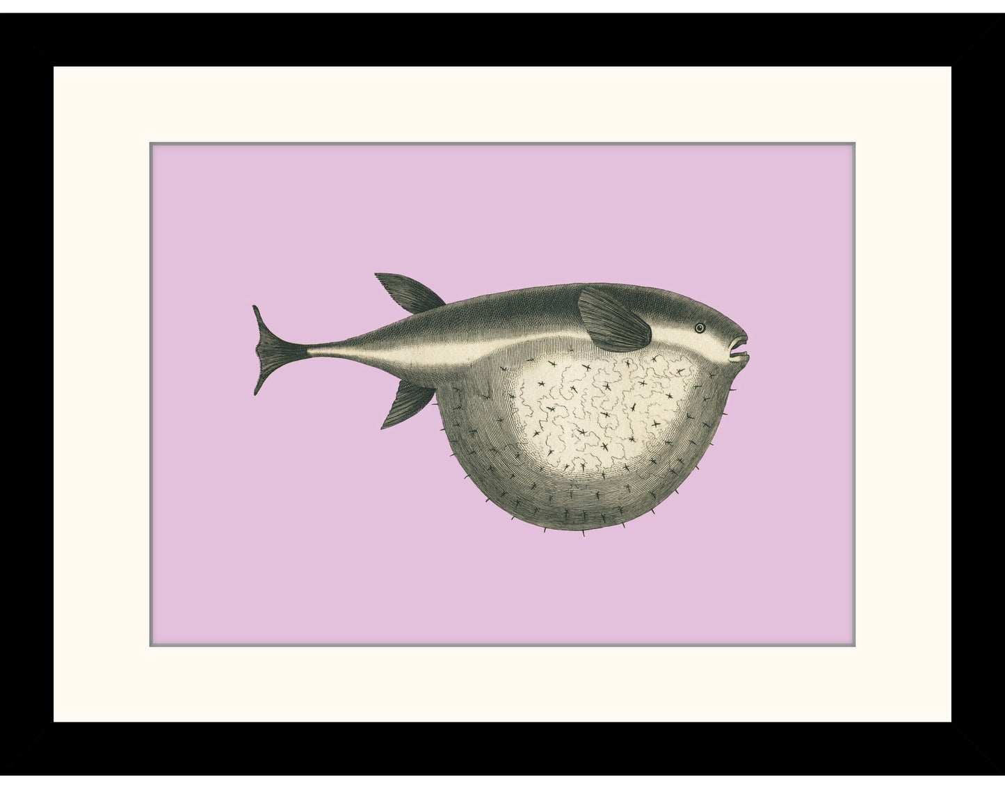 Tetrodon Fish Print