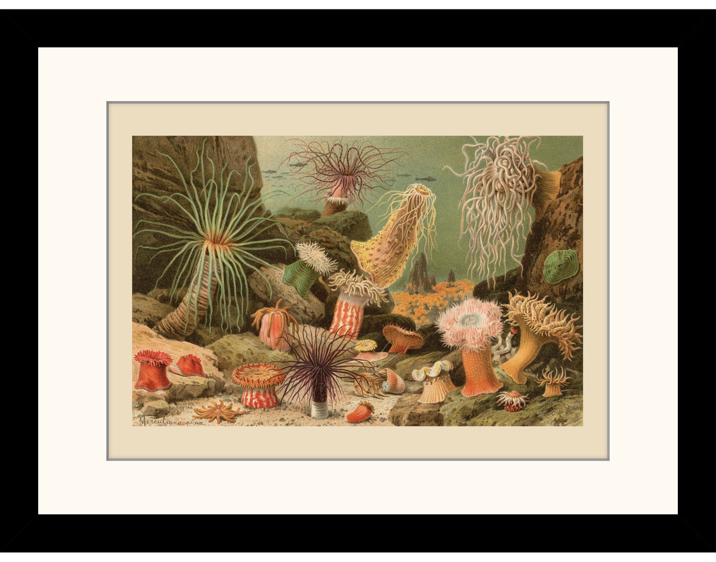 Sea Anemones Print