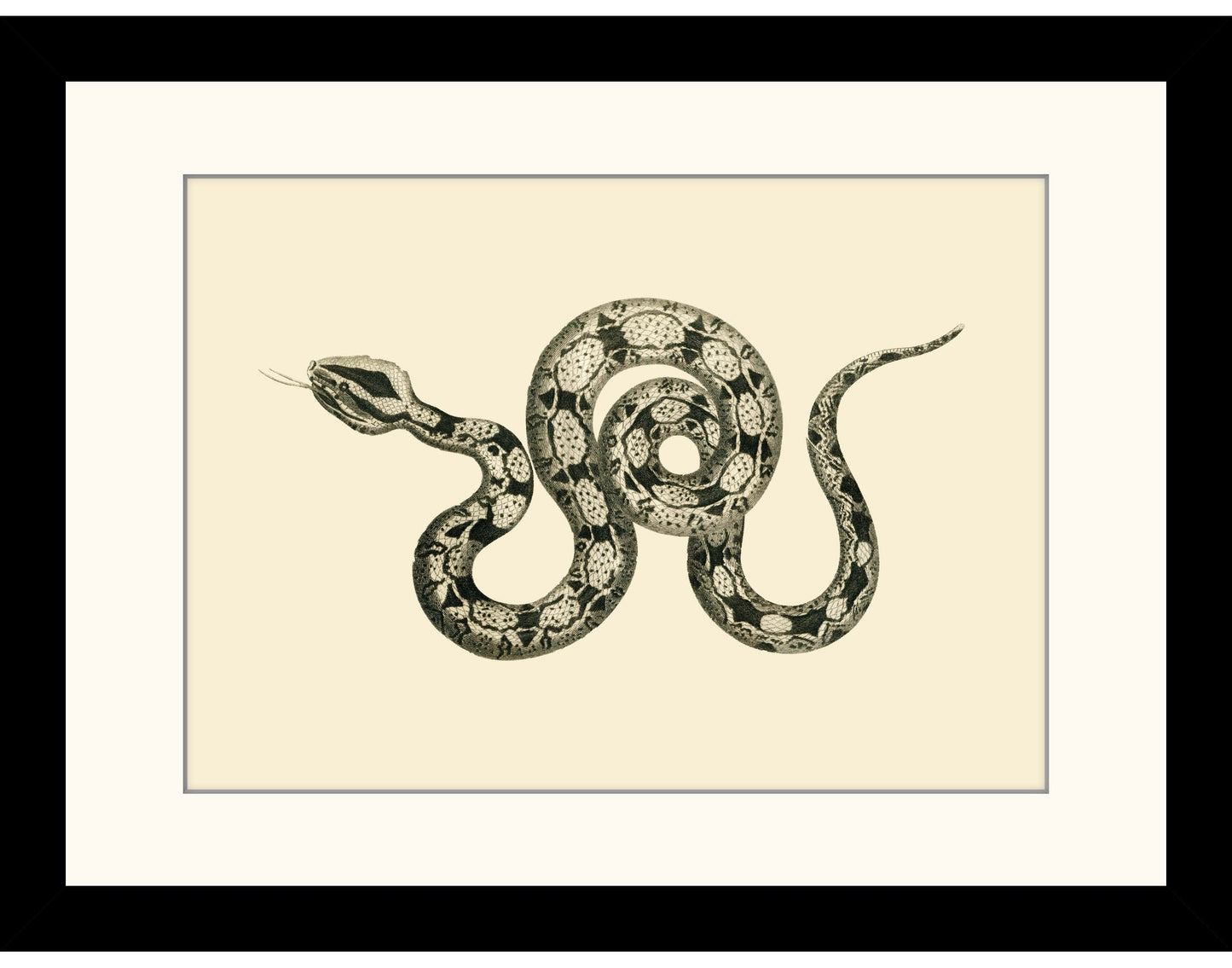 Boa Constrictor Print