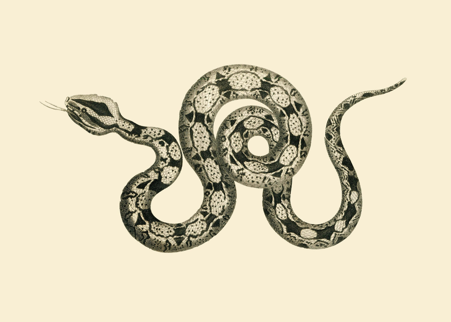 Boa Constrictor Print