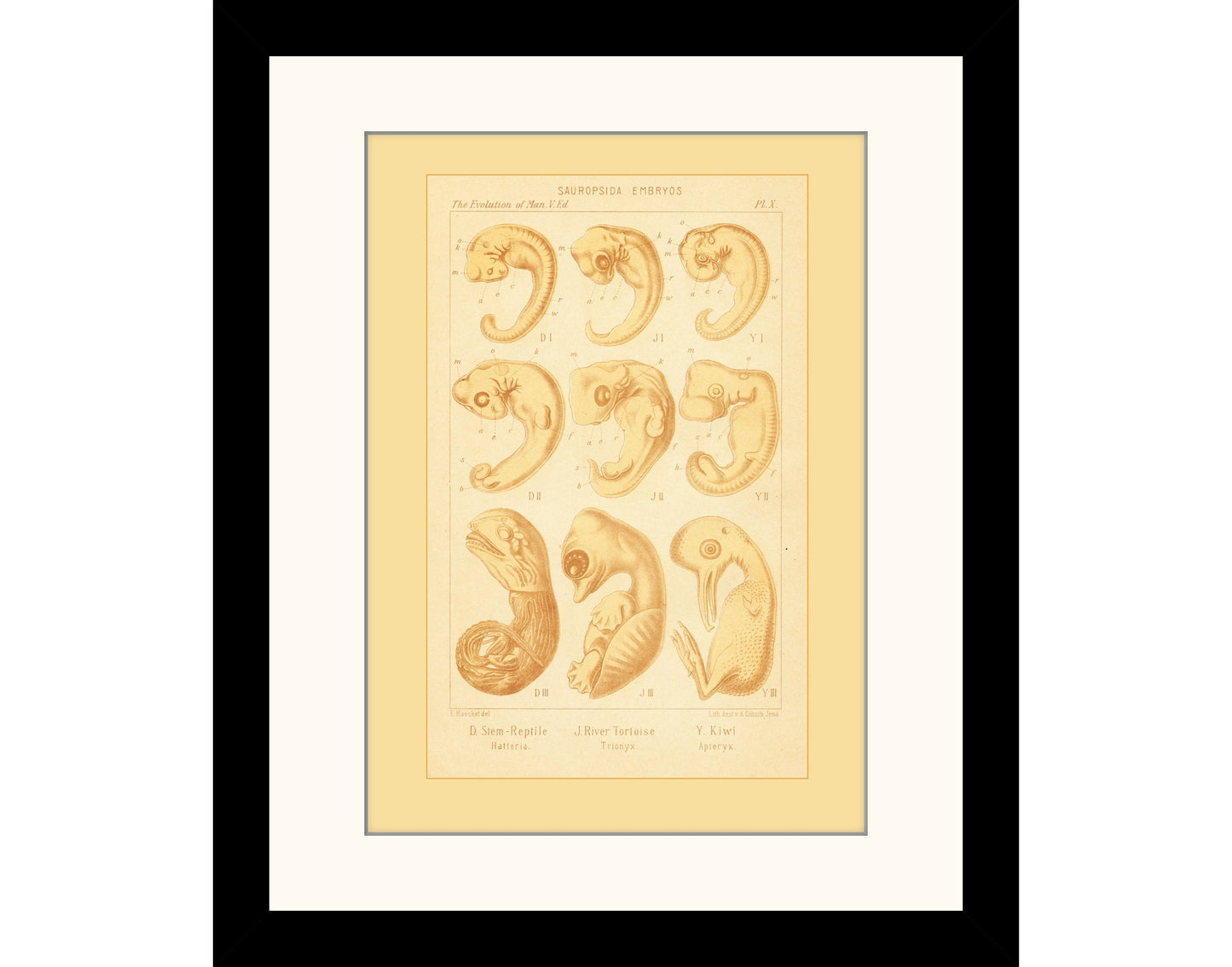 Reptile Embryos Print