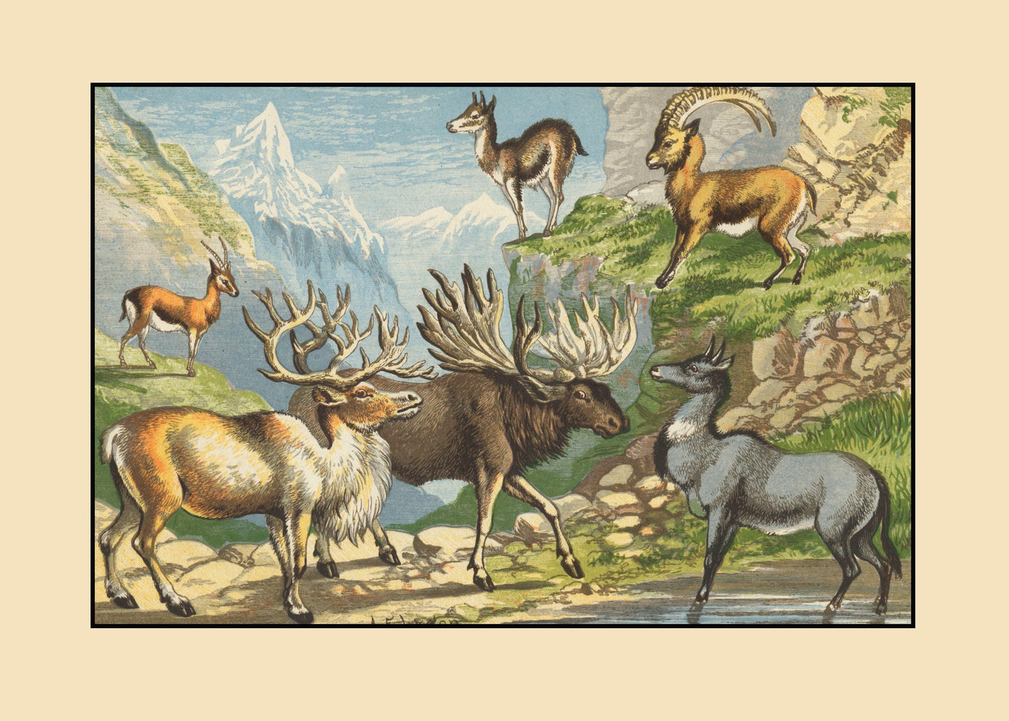 Gazelle, Reindeer, Elk, Chamois, Ibex, Nylghau Print