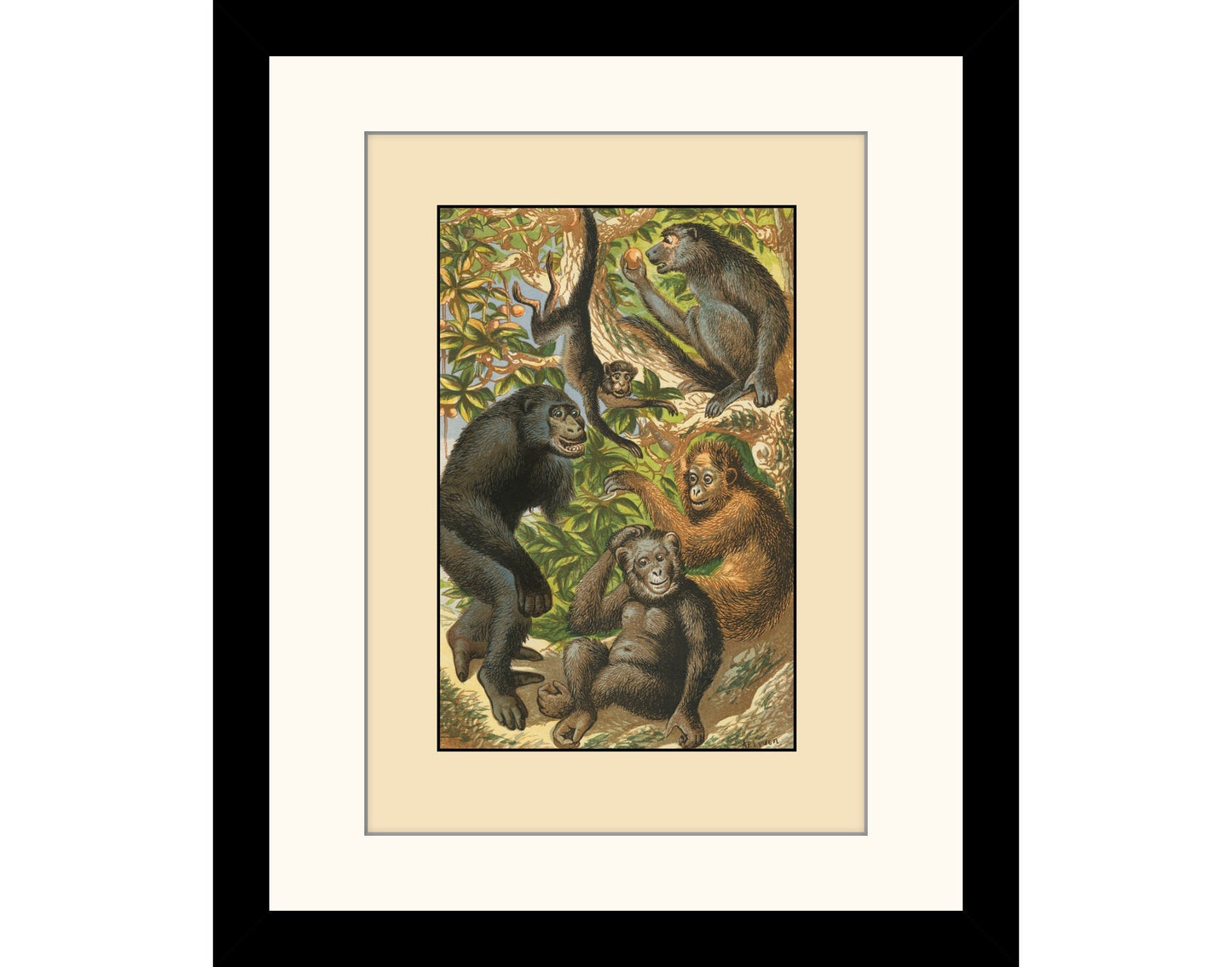 Gorilla, Quata, Chimpanzee, Orangutan, Baboon  Print