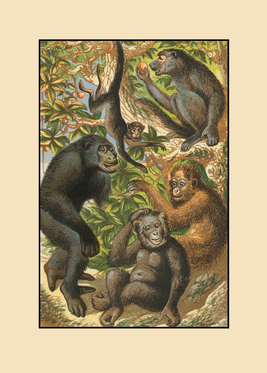 Gorilla, Quata, Chimpanzee, Orangutan, Baboon  Print