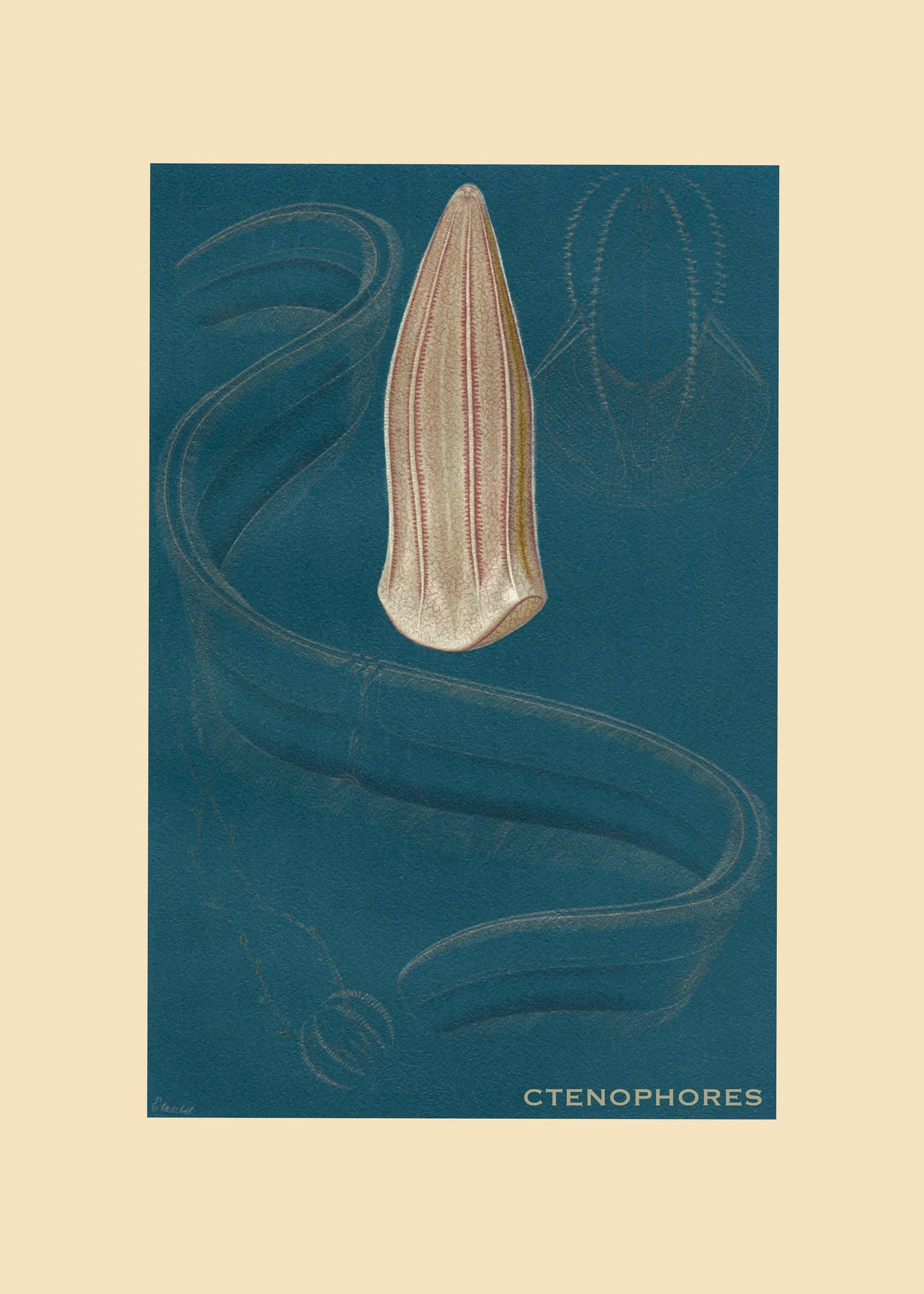 Ctenophores Print