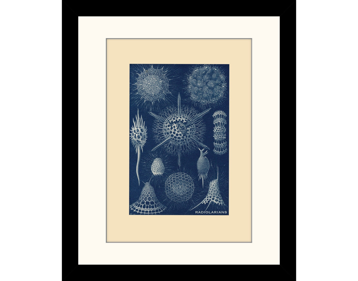 Radiolarians Print