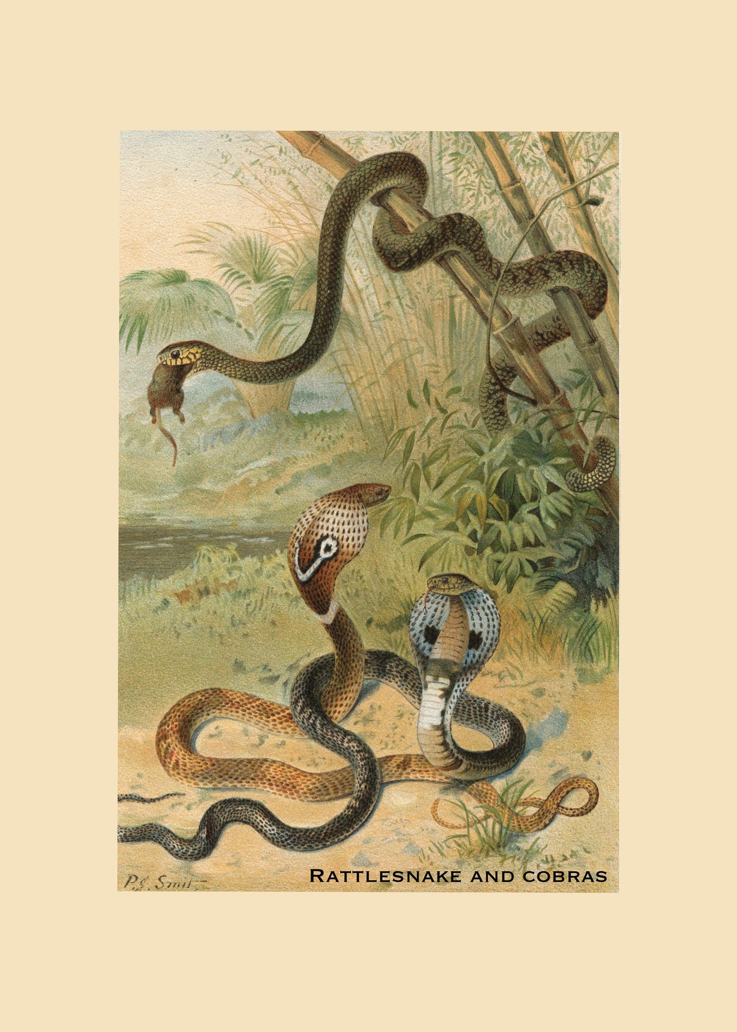 Rattlesnake and Cobras Print