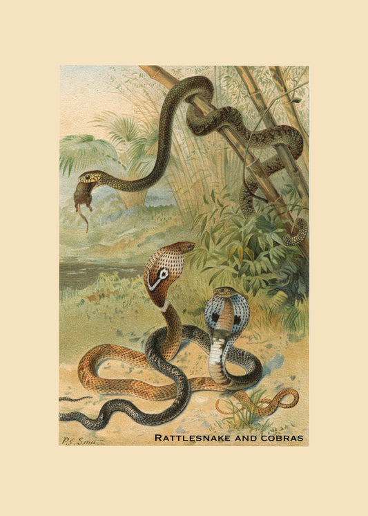 Rattlesnake and Cobras Print