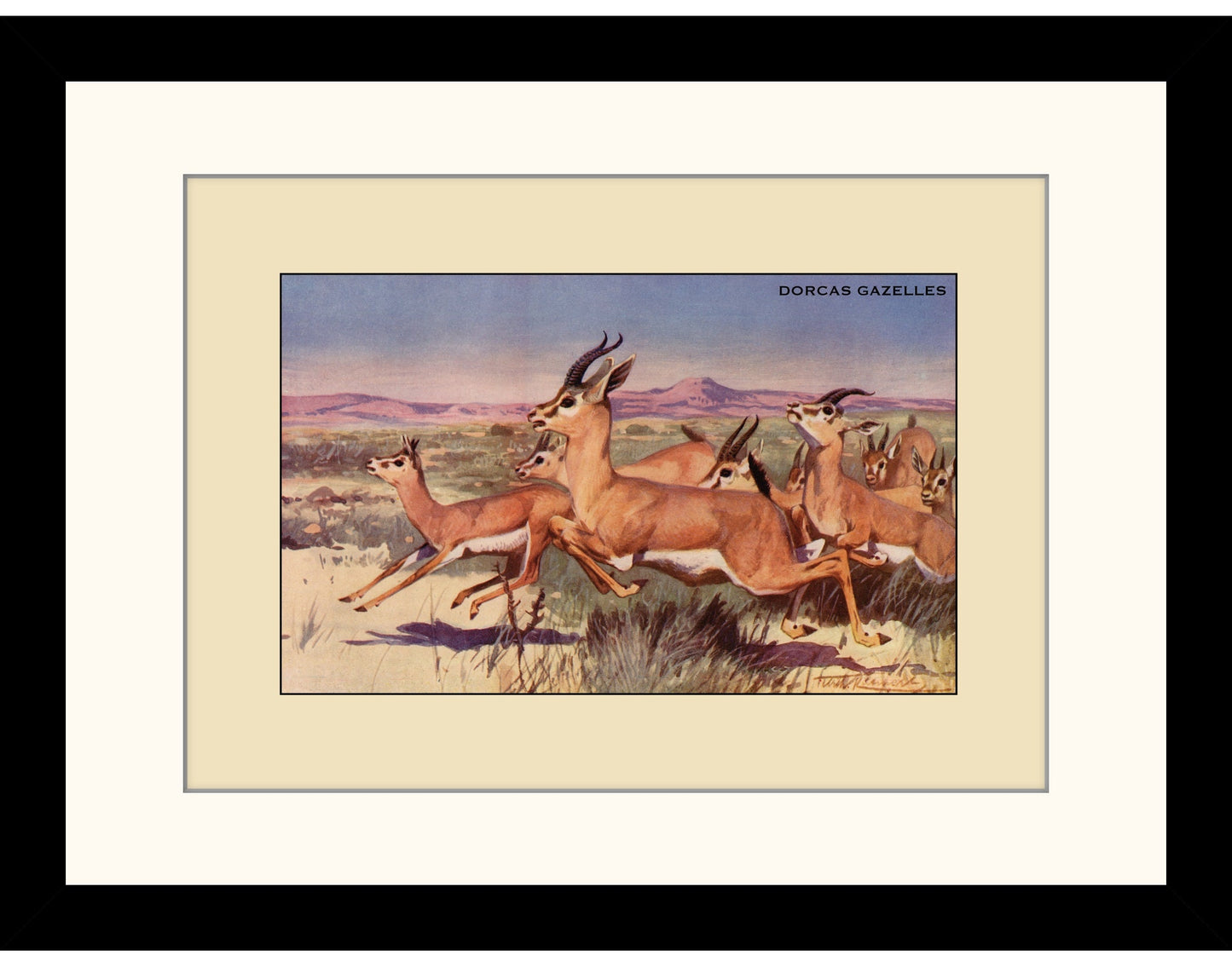 Dorcas Gazelles Print