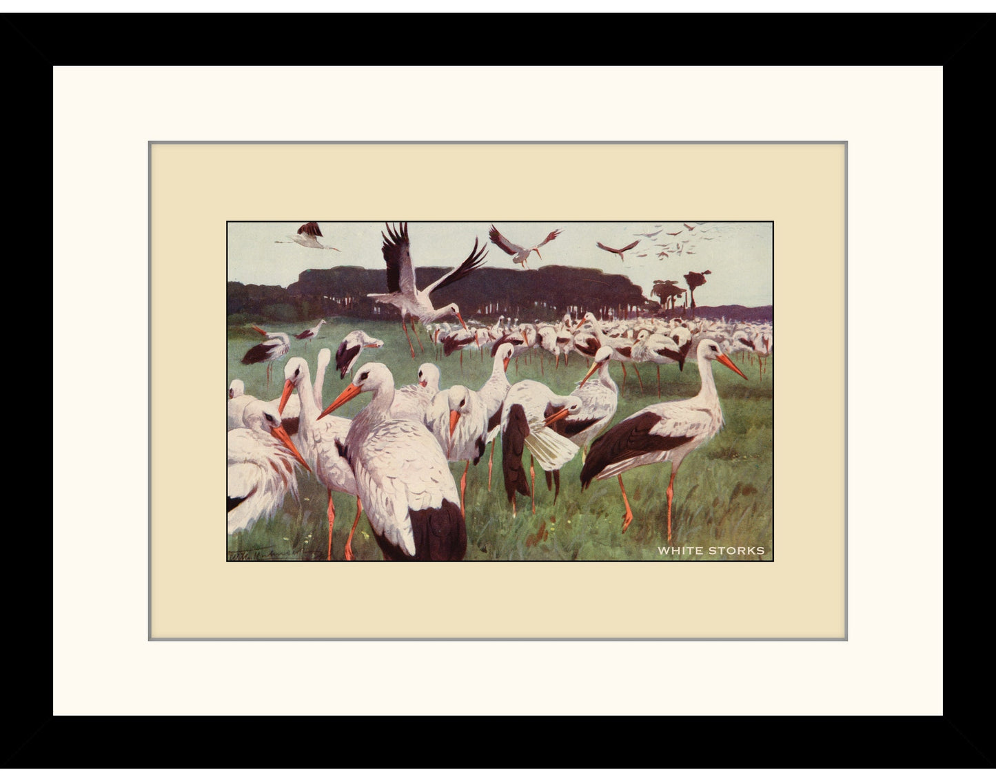 White Storks Print