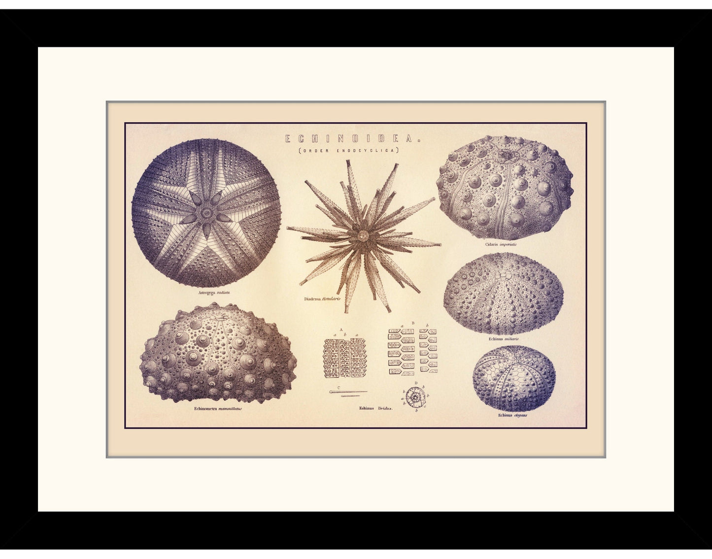 Sea Urchins Print